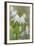 Avalanche Lily II-Kathy Mahan-Framed Photographic Print