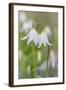 Avalanche Lily II-Kathy Mahan-Framed Photographic Print