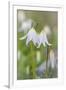 Avalanche Lily II-Kathy Mahan-Framed Photographic Print