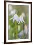 Avalanche Lily II-Kathy Mahan-Framed Photographic Print