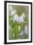 Avalanche Lily II-Kathy Mahan-Framed Photographic Print