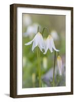 Avalanche Lily II-Kathy Mahan-Framed Photographic Print