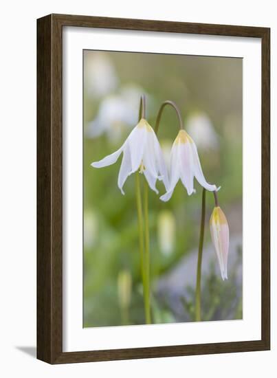 Avalanche Lily II-Kathy Mahan-Framed Photographic Print