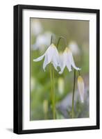 Avalanche Lily II-Kathy Mahan-Framed Photographic Print