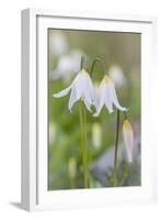 Avalanche Lily II-Kathy Mahan-Framed Photographic Print