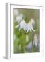 Avalanche Lily II-Kathy Mahan-Framed Photographic Print