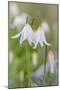 Avalanche Lily II-Kathy Mahan-Mounted Photographic Print