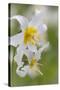 Avalanche Lily III-Kathy Mahan-Stretched Canvas