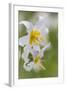 Avalanche Lily III-Kathy Mahan-Framed Photographic Print