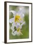 Avalanche Lily III-Kathy Mahan-Framed Photographic Print