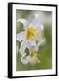 Avalanche Lily III-Kathy Mahan-Framed Photographic Print