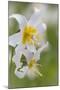 Avalanche Lily III-Kathy Mahan-Mounted Photographic Print