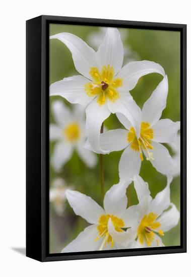 Avalanche Lily IV-Kathy Mahan-Framed Stretched Canvas