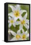 Avalanche Lily IV-Kathy Mahan-Framed Stretched Canvas