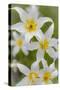 Avalanche Lily IV-Kathy Mahan-Stretched Canvas