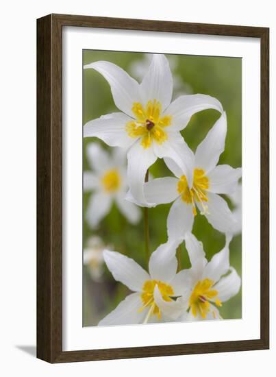 Avalanche Lily IV-Kathy Mahan-Framed Photographic Print