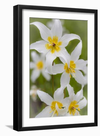 Avalanche Lily IV-Kathy Mahan-Framed Photographic Print