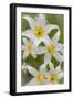 Avalanche Lily IV-Kathy Mahan-Framed Photographic Print