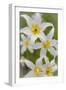 Avalanche Lily IV-Kathy Mahan-Framed Photographic Print