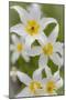 Avalanche Lily IV-Kathy Mahan-Mounted Photographic Print