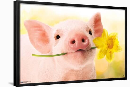 Avanti - Piglet with Daffodil-Trends International-Framed Poster