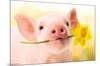 Avanti - Piglet with Daffodil-Trends International-Mounted Poster