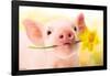 Avanti - Piglet with Daffodil-Trends International-Framed Poster