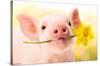 Avanti - Piglet with Daffodil-Trends International-Stretched Canvas