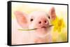 Avanti - Piglet with Daffodil-Trends International-Framed Stretched Canvas