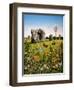 Avebury, 1983-Frances Broomfield-Framed Giclee Print