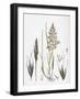 Avena Flavescens Yellow Oat-Grass-null-Framed Giclee Print