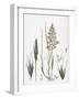 Avena Flavescens Yellow Oat-Grass-null-Framed Giclee Print