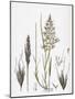 Avena Flavescens Yellow Oat-Grass-null-Mounted Giclee Print