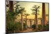 Avenida De Baobab at Sunset-pawopa3336-Mounted Photographic Print