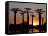 Avenue De Baobabs at Sunset, Madagascar, Africa-Michael Runkel-Framed Stretched Canvas