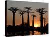 Avenue De Baobabs at Sunset, Madagascar, Africa-Michael Runkel-Stretched Canvas