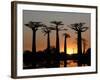 Avenue De Baobabs at Sunset, Madagascar, Africa-Michael Runkel-Framed Photographic Print