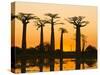 Avenue De Baobabs at Sunset, Madagascar, Africa-null-Stretched Canvas