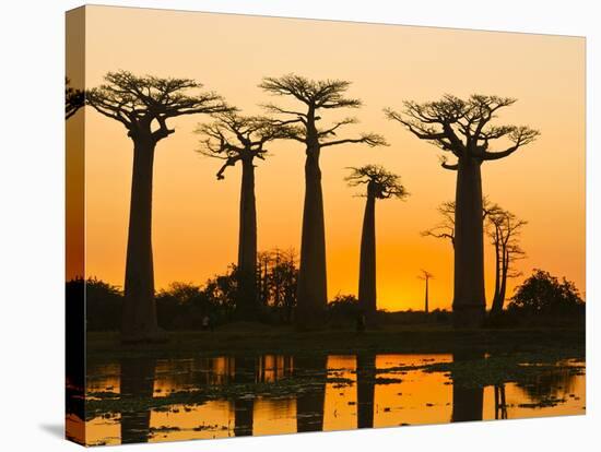 Avenue De Baobabs at Sunset, Madagascar, Africa-null-Stretched Canvas