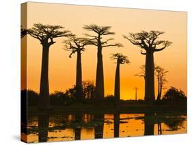 Avenue De Baobabs at Sunset, Madagascar, Africa-null-Stretched Canvas