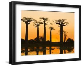 Avenue De Baobabs at Sunset, Madagascar, Africa-null-Framed Photographic Print