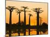 Avenue De Baobabs at Sunset, Madagascar, Africa-null-Mounted Photographic Print