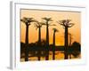 Avenue De Baobabs at Sunset, Madagascar, Africa-null-Framed Photographic Print