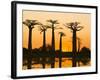 Avenue De Baobabs at Sunset, Madagascar, Africa-null-Framed Photographic Print