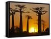 Avenue De Baobabs at Sunset, Madagascar, Africa-null-Framed Stretched Canvas