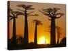 Avenue De Baobabs at Sunset, Madagascar, Africa-null-Stretched Canvas