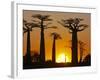 Avenue De Baobabs at Sunset, Madagascar, Africa-null-Framed Photographic Print