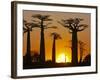 Avenue De Baobabs at Sunset, Madagascar, Africa-null-Framed Photographic Print