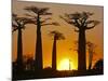 Avenue De Baobabs at Sunset, Madagascar, Africa-null-Mounted Photographic Print