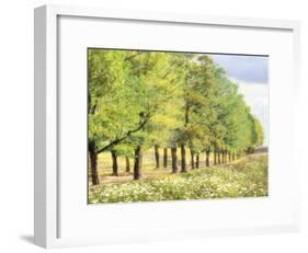 Avenue De L'Arbre-Tania Bello-Framed Giclee Print